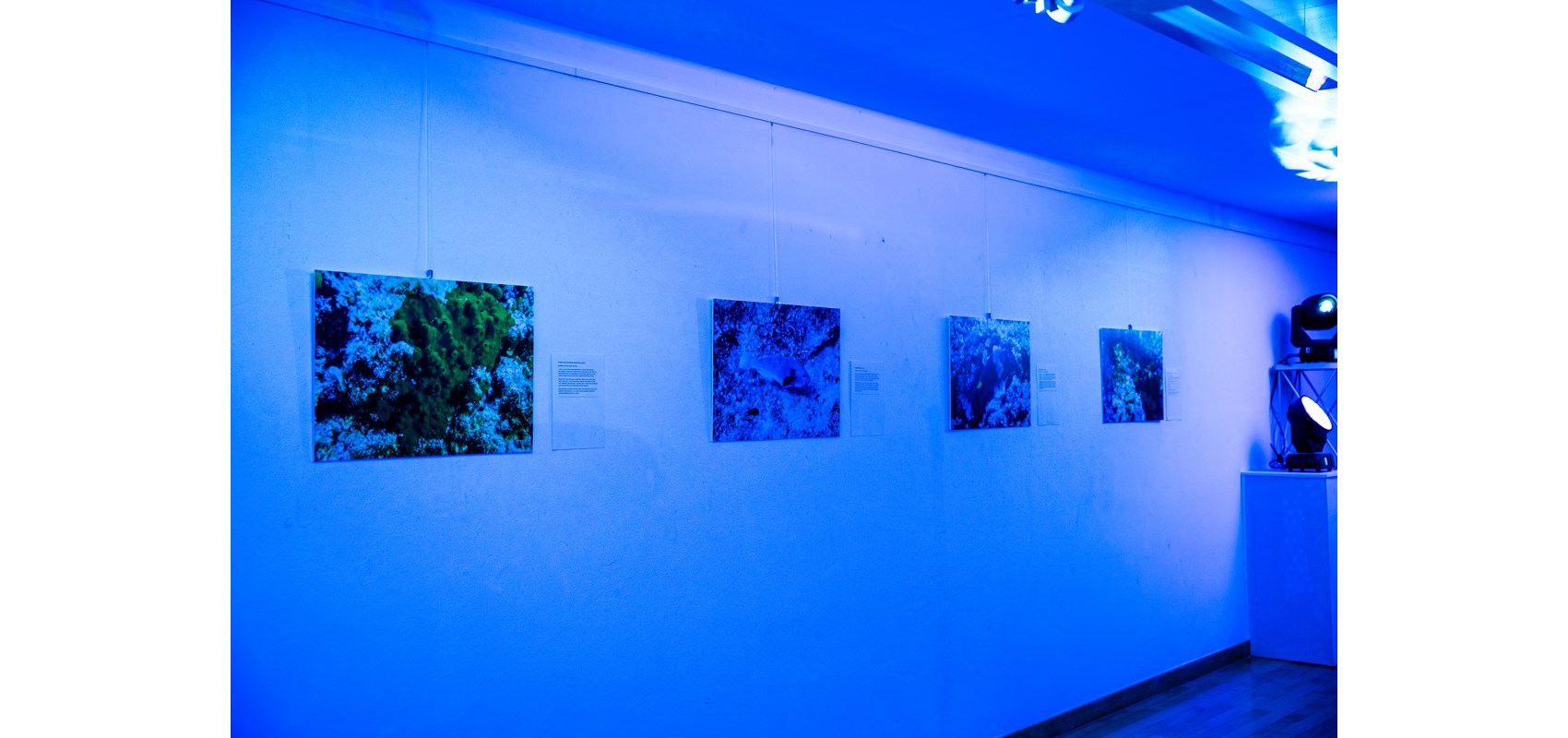 Svečano otvorena izložba podvodne fotografije „Objektivom u podmorju“ u Sveučilišnoj galeriji